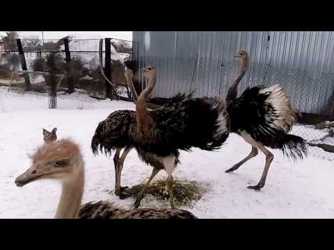 Видео: Страусы и их танцы /  Ostriches and their dances