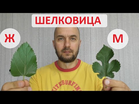 Видео: Шелковица - женское или мужское дерево. Определение по листам - возможно ли это?