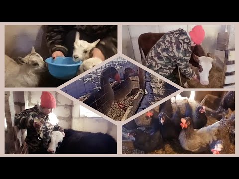 Видео: Сама на Хозяйстве😊 Мужиков не отвлекаю от стройки/ Замерила телку и бычка/