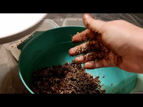 Видео: Пересадка. Pinguicula 'Aphrodite',Esseriana, Agnata, Moctezumae x gigantea, Ehlersiae, Cyclosecta.