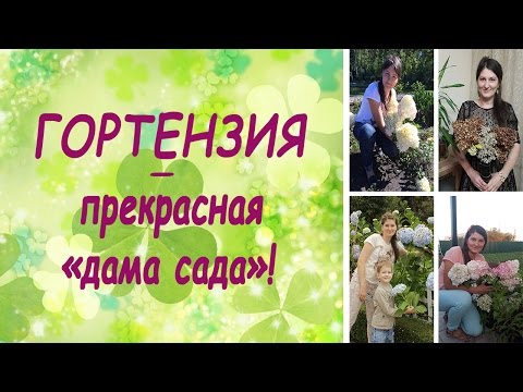 Видео: Гортензия -  прекрасная "дама сада"!