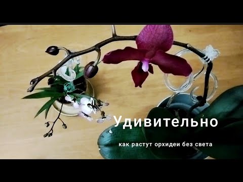 Видео: Не понимаю, как они тут растут и цветут? 