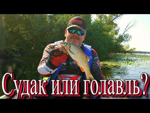 Видео: Если не клюет судак - ловите голавля.) Тест Favorite Arena Stream 3 - 10гр.
