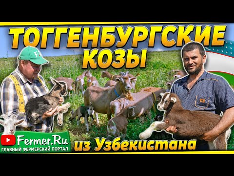 Видео: Тоггенбургские козы. Бизнес на продаже и разведении коз. Фермер-козовод Исмоил Исмоилов. Узбекистан