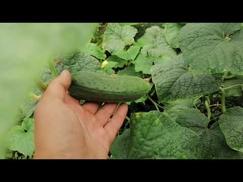 Видео: Ранний огурец директор плюсы и минусы
