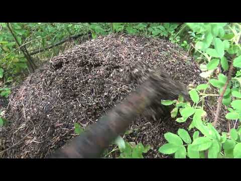 Видео: Череп волка в муравейнике .