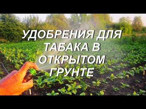 Видео: № 83 . УДОБРЕНИЯ ДЛЯ ТАБАКА . ТАБАК .