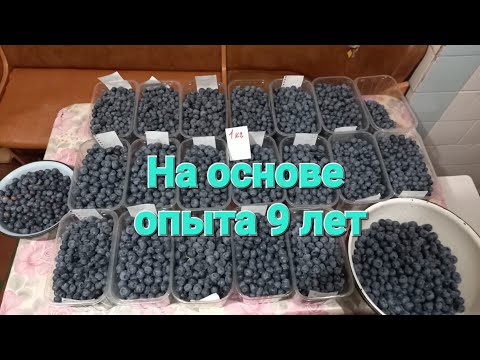 Видео: Посадка голубики. Когда лучше? И мои реальные результаты.