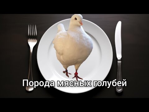 Видео: Порода мясных голубей