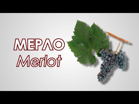 Видео: Сорт винограда Мерло