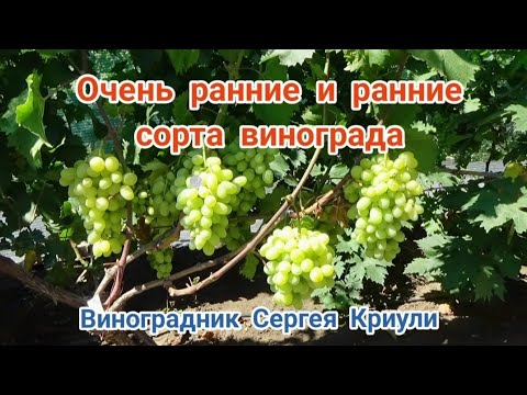 Видео: Сверхранние и ранние сорта винограда 