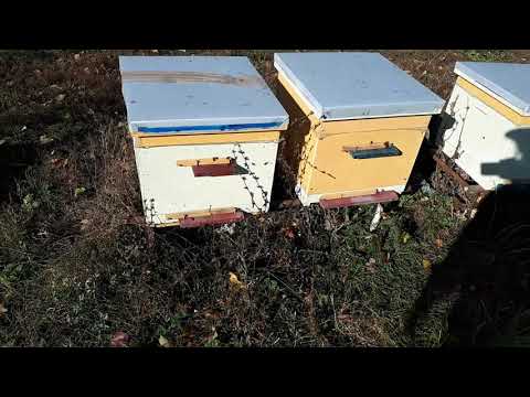 Видео: отзыв о работе дым пушки Варроед производства Пчелотехника. Всё печально!!!