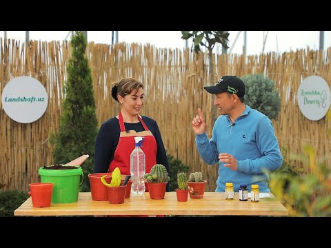 Видео: Кактусни уйғотамиз