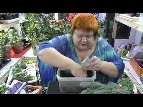 Видео: Пеларгония. что делать с маточниками зимой