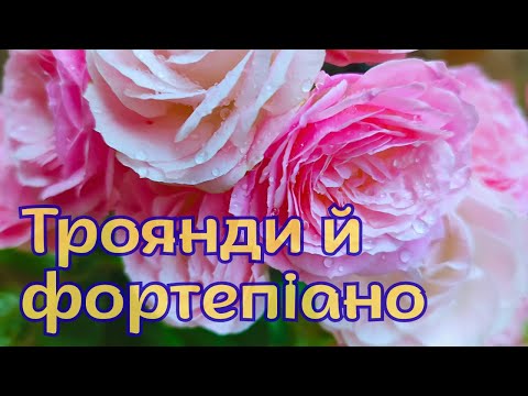 Видео: Мрія Янгола серед Троянд – Фортепіанна Музика та Релакс із Квітами 🌹🎹