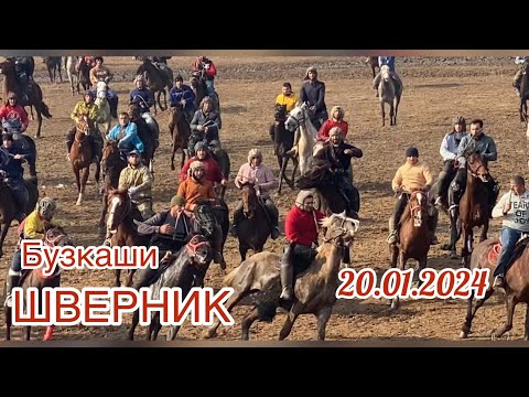 Видео: Бузкаши 20.01.2024 ШВЕРНИК