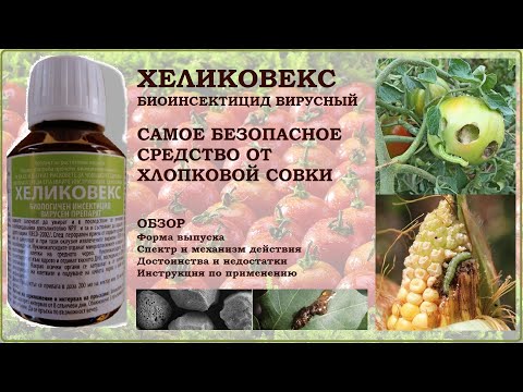 Видео: Хеликовекс - уникальное средство против хлопковой совки томата на основе вируса. Обзор