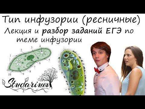 Видео: Тип инфузории, ресничные. Инфузория-туфелька. Лекция и разбор заданий ЕГЭ по теме инфузории.