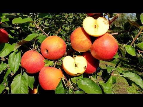 Видео: ЯБЛОНЯ ПИНОВА / PINOVA APPLE