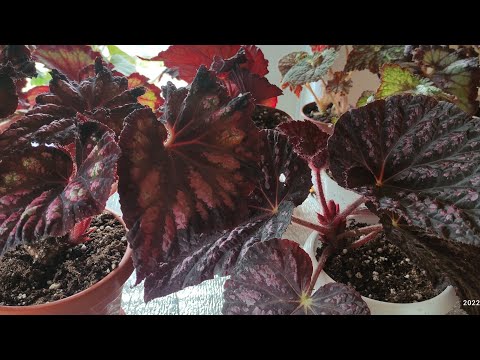 Видео: Обзор бегонии декоративнолиственной, июнь 2022.
