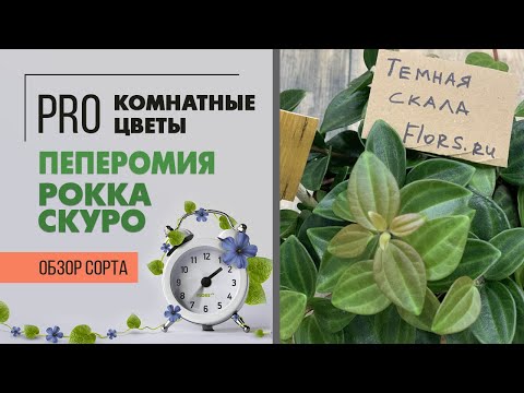 Видео: Пеперомии. Особенности ухода и виды. Пеперомия Рокка Скуро - знакомьтесь. Неприхотлива и прекрасна.