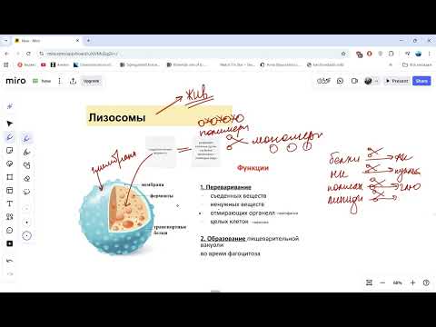 Видео: Ч1 Комплекс Гольджи, лизосомы, вакуоли, пероксисомы - одномембранные органоиды ЕГЭ биология