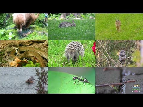 Видео: Лесные животные на английском языке для детей
