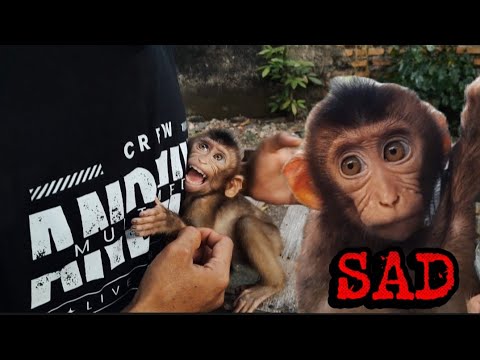 Видео: ОБЕЗЬЯНЫ — САМЫЕ МЕРЗКИЕ СУЩЕСТВА НА ЗЕМЛЕ