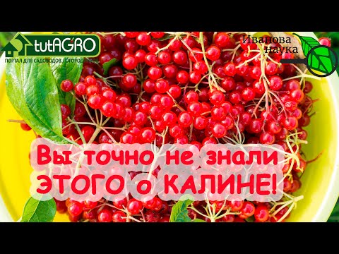 Видео: ЭЛИКСИР из КАЛИНЫ! Почему огородникам НУЖНА КАЛИНА? Как правильно готовить калину? Ягода-спаситель.