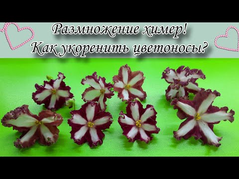 Видео: Размножение фиалок химер цветоносами! Показываю как укоренить цветонос)