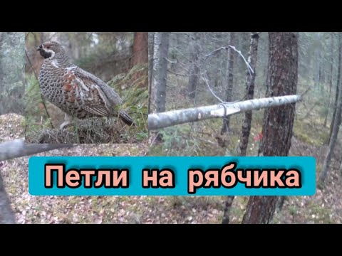 Видео: Петли на рябчика.