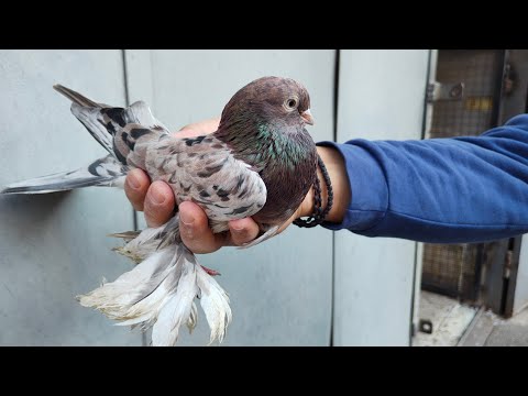 Видео: Бойние голуби. В гостях у Зази. 28.10.24 Грузия. Тбилиси