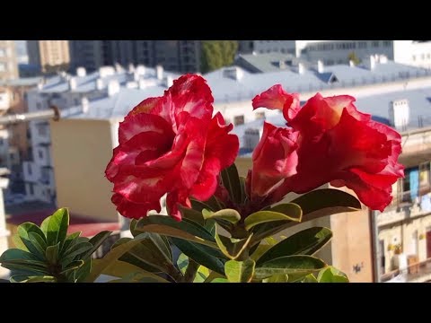 Видео: Мои вечноцветущие Адениумы # Жаркий октябрь! И небольшая пересадка/