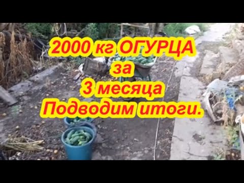 Видео: Сколько заработали и собрали огурца с теплицы 20*7 за 3 месяца.