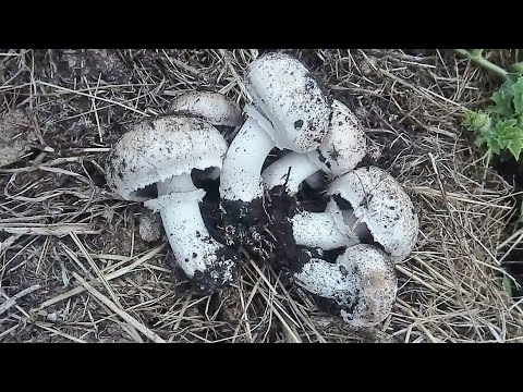 Видео: ЗА ГРИБАМИ? В ОГОРОД! Шампиньоны растут как на дрожжах!