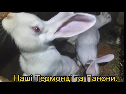 Видео: Кролі які приносять прибуток.