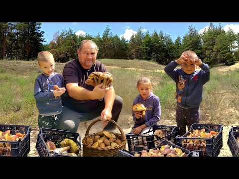 Видео: Оце так БІЛИЙ ГРИБ 😱 15 В ОДНОМУ. Назбирали білих грибів У лісі з внуками на Львівщині