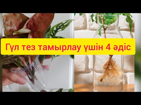 Видео: ГҮЛДЕР ТЕЗ ТАМЫРЛАУ ҮШІН 4ӘДІС