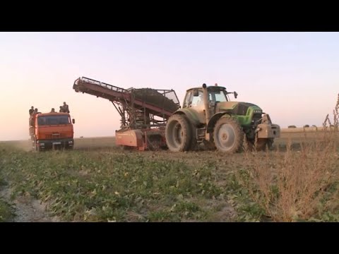 Видео: Урожай сахарной свёклы активно собирают в Жетысу
