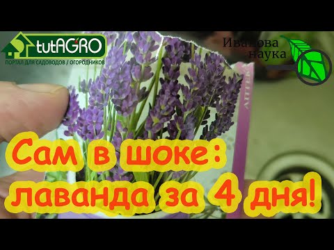 Видео: ХОЧУ ЦЕЛОЕ МОРЕ ЛАВАНДЫ! Быстрая стратификация самых тугих семян. Всходы с гарантией.