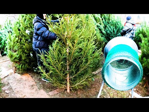 Видео: ПОШЛА ЖАРА! Новогодние елки 2021. Как выбрать НОВОГОДНЮЮ ЁЛКУ 2022 правильно цена на елку!