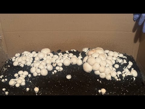 Видео: вирощування шампіньйонів вдома🦋 результат і проблеми