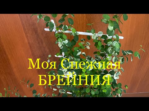 Видео: 28.01.2023 Пересадка #снежная брейния