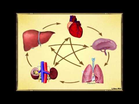 Видео: Китайская культура поддержания здоровья. Теория У-СИН