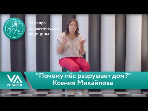 Видео: Кафедра Поведенческой медицины.Ксения Михайлова -  "Почему пёс разрушает дом?"