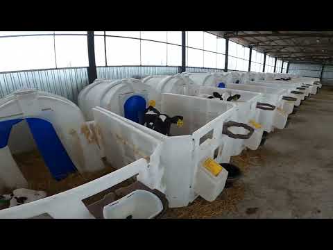 Видео: Построили новый телятник! Запускаем ферму с баранами!