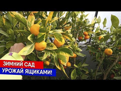 Видео: Зимний сад  - урожай ящиками!