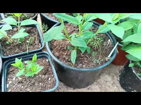 Видео: Адаптация черенков метельчатой гортензии. Саженцы 24 г тоже переехали с теплицы.