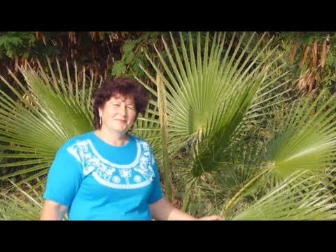 Видео: РОЖДЕНИЕ ПАЛЬМЫ.  ВАШИНГТОНИЯ