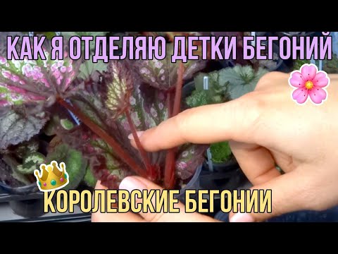 Видео: КАК Я ОТДЕЛЯЮ ДЕТКИ БЕГОНИЙ/КОРОЛЕВСКИЕ БЕГОНИИ